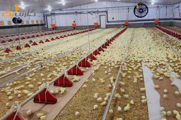 سالن مرغداری 2